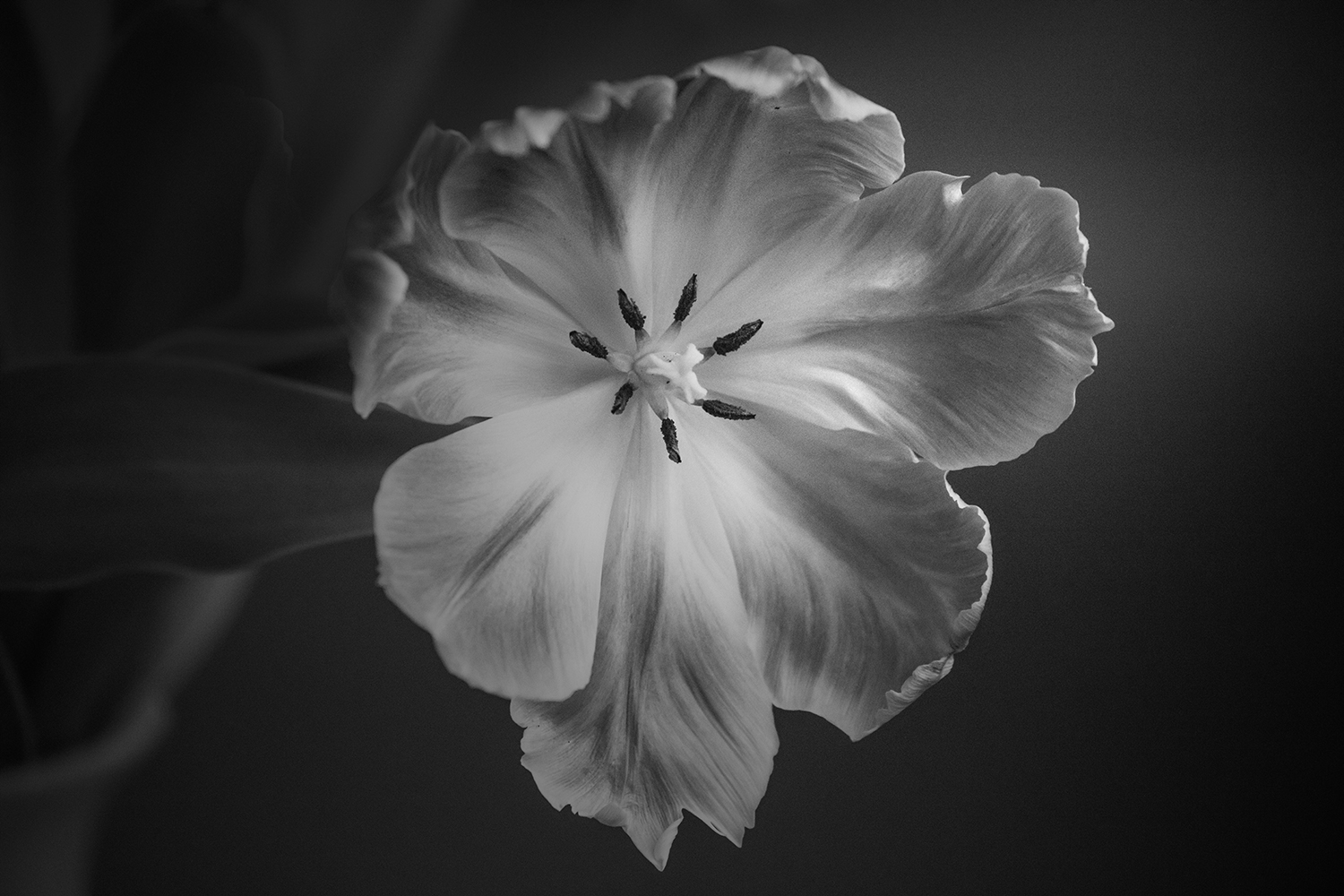 Flower Black And White Photography | Like Wallpapers