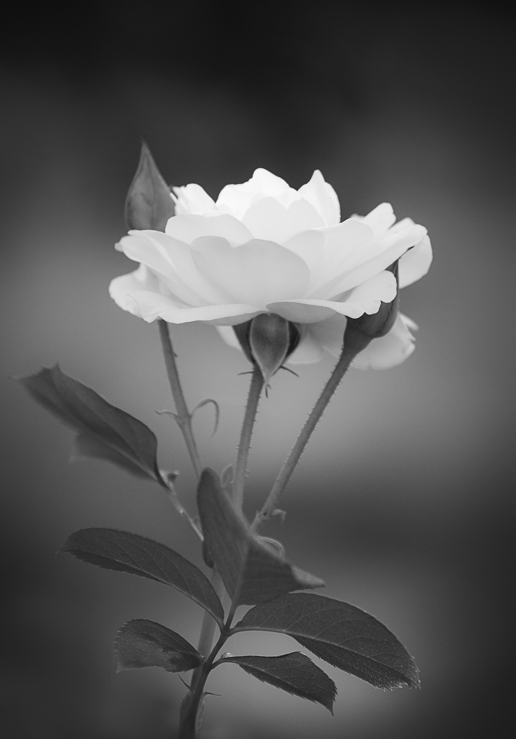 Flower Black And White Photography | Like Wallpapers