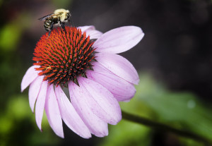 Bee on Echinacea
