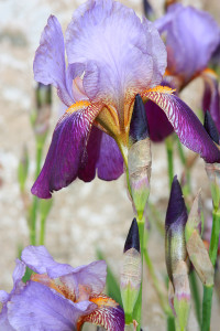 Purple_Iris
